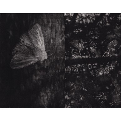 obrázek Lenka Falušiová - Noční motýl